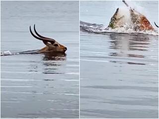 मासूम हिरण को दबोचने वाला था शिकारी मगरमच्छ, अगले ही पल पलट गई बाजी, Video देखिए 