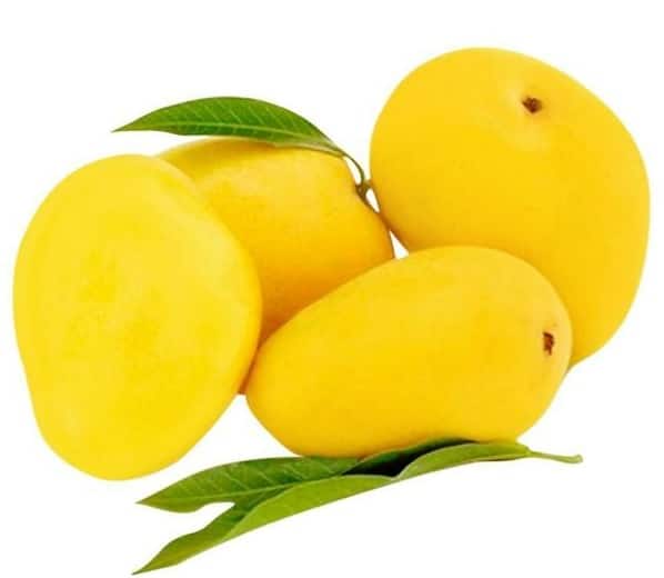 Mango Farming:  Kota Farmer Scientist Shrikrishna Suman has Developed Evergreen Mango Variety Mango Farming: ઉગાડો કેરીની આ નવી જાત, વર્ષમાં એક બે નહીં ત્રણ-ત્રણ વાર ફળ