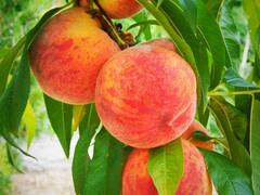 हिमाचल प्रदेश में अमेरिका से लाए जाएंगे पौधे, प्लम के साथ आड़ू-खुमानी के प्लांट होंगे इंपोर्ट 