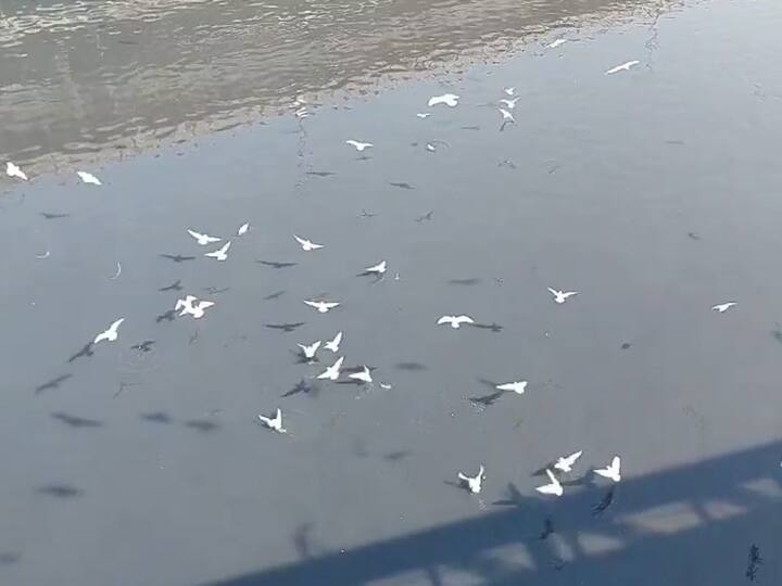 अथांग पसरलेल्या खाडी पात्रात मनसोक्त विहार करणाऱ्या पांढऱ्या शुभ्र सीगल पक्षांचे थवे उडताना दिसत आहेत.