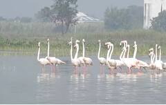 Photo: डौलदार चाल, राजबिंड रुप; उजनी जलाशयावर फ्लेमिंगोसह परदेशी पाहुणे दाखल