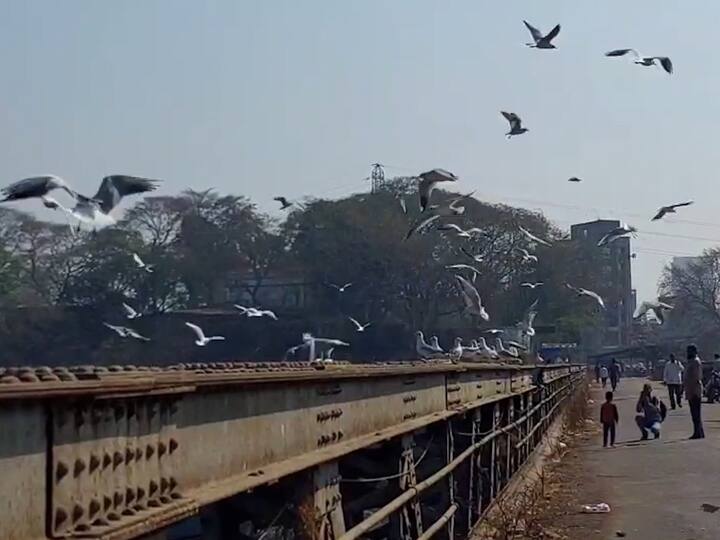 सीगल पक्षांच्या मुक्त विहाराची विलोभनीय दृश्य सध्या यामार्गावरून प्रवास करणाऱ्यांना दिसत आहेत.