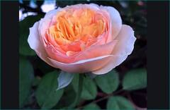 Happy Rose Day 2023: ਇਕ ਅਜਿਹਾ ਗੁਲਾਬ, ਜਿਸ ਨੂੰ ਖਿੜਨ 'ਚ ਲੱਗਦੇ ਹਨ 15 ਸਾਲ... ਕੀਮਤ 100 ਕਰੋੜ ਤੋਂ ਵੱਧ