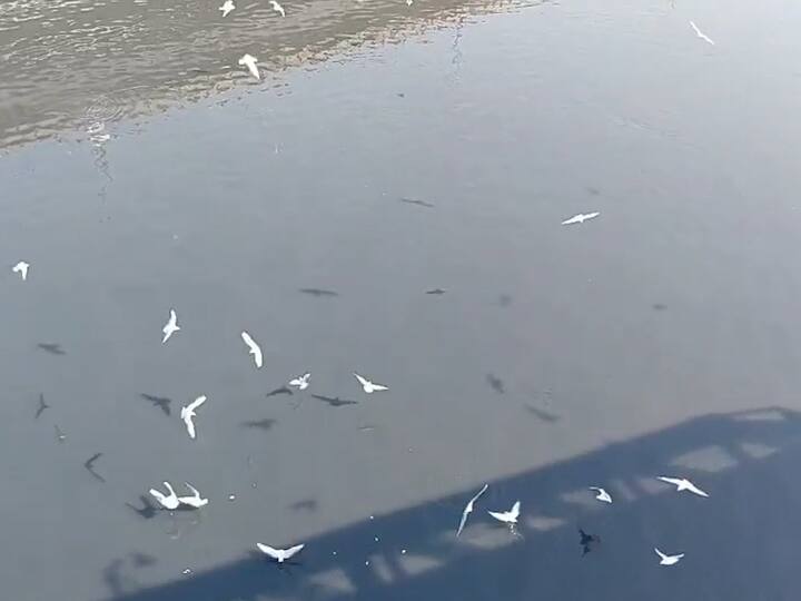 अमेरिका आणि युरोपमधून हजारो किलोमीटरचा प्रवास करून आलेल्या सीगल पक्षांनी भिवंडी आणि कल्याण सीमेवरील खाडीवर मुक्काम ठोकला आहे.