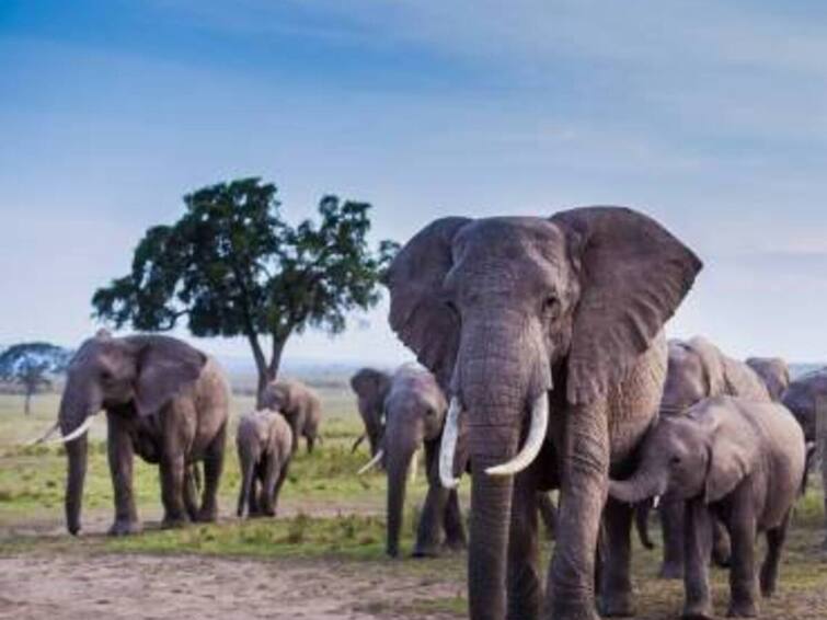 Wild Elephants Trample Tracker To Death In Andhra Pradesh Wild Elephants Trample Tracker To Death In Andhra Pradesh