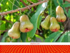 इस सेब की खुशबू ही नहीं, स्वाद भी गुलाब जैसा है....फायदे ऐसे कि देश-विदेश में हाथोंहाथ हो जाती है मार्केटिंग