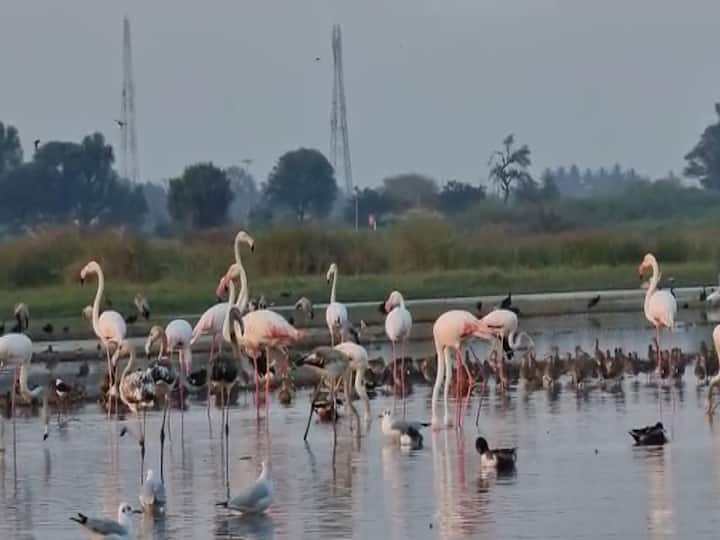 Solapur News :  सोलापूरमधील उजनी जलाशयावर फ्लेमिंगो आणि इतर पक्षांचे आगमन झाले आहे. त्यांना पाहण्यासाठी पर्यटक, पक्षीप्रेमींची गर्दी झाली आहे.