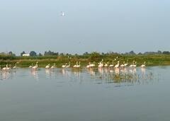 Photo: डौलदार चाल, राजबिंड रुप; उजनी जलाशयावर फ्लेमिंगोसह परदेशी पाहुणे दाखल