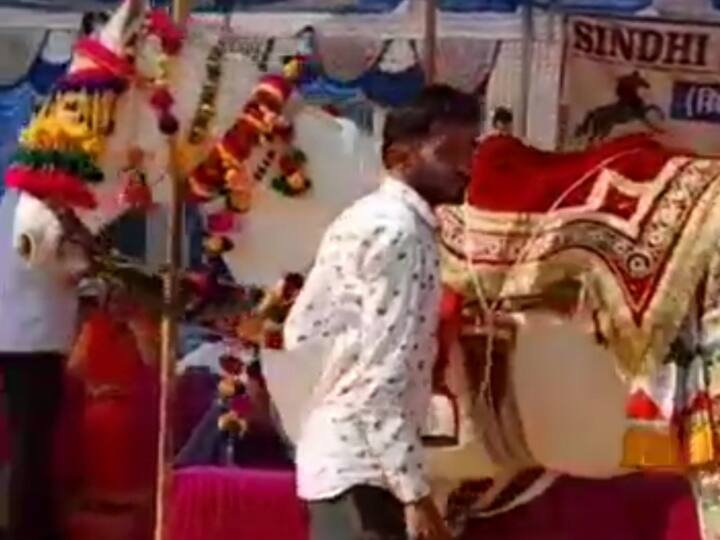 Kiara Advani Sidharth Malhotra Wedding Rajasthan Groom Come On Champion Mare is Very Special ANN Sidharth Kiara Wedding: बेहद खास है 'चैंपियन घोड़ी' जिस पर दूल्हा बनकर आएंगे सिद्धार्थ मल्होत्रा, जानें- क्या हैं खूबियां