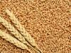 Wheat Procurement: गेहूं खरीद के लिए तैयार रहे व्यापारी... FCI कल करेगा ई-नीलामी से बिक्री