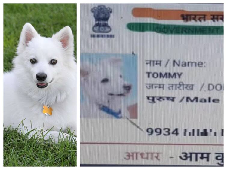 Dog files application for caste certificate in Bihar Gaya attaches Aadhaar card Aadhaar : ஆதார் வச்சிருக்கேன்.. சாதி சான்றிதழ் கேட்டு விண்ணப்பித்த நாய்...இணையத்தை கலக்கும் டாமியின் ஆதார் கார்டு...