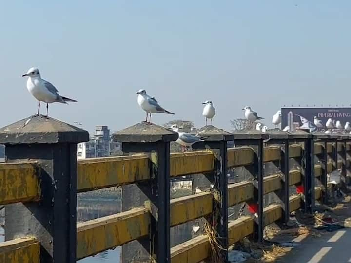 Migratory Birds Seagulls: अमेरिका आणि युरोपातले सिगल पक्षी भिवंडी कल्याण सीमेवरील खाडीत, दरवर्षी हजारो किलोमीटरचा प्रवास करुन सिगल पक्षी खाडीत येतात, खाडी पुलावर पक्षी बघणाऱ्यांची गर्दी.