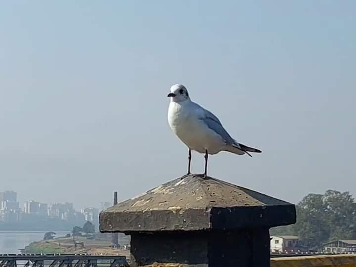 अमेरिका, युरोप येथून हजारो किलोमीटरचा प्रवास करून हे पक्षी दरवर्षी याचवेळी भारतात दाखल होतात.