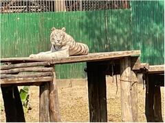 दिल्ली के चिड़ियाघर में 17 साल की सफेद मादा बाघ 'वीना रानी' की मौत, हेपेटाइटिस से थी पीड़ित