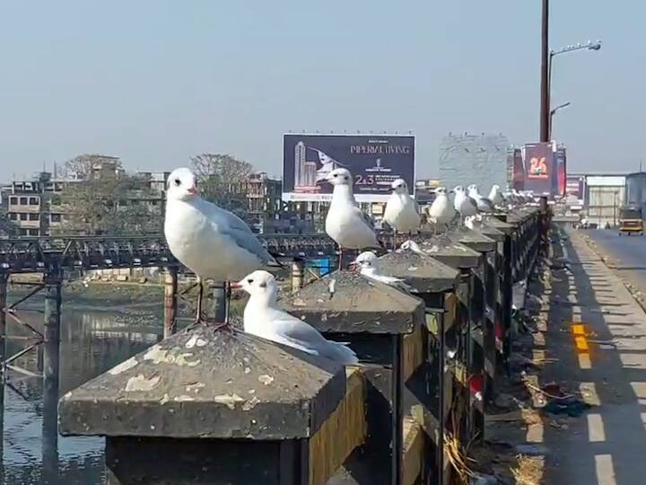 पांढरा शुभ्र रंग, पंखांवर करडा रंग, लालसर काळी चोच आणि काळेभोर बोलके डोळे असं मोहक रूप या पक्ष्यांचं असतं.