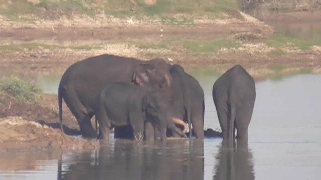 Dharmapuri: ஆனந்த குளியல் இட்டு யானைகள் கும்மாளம் -  கண்டு ரசித்த கிராம மக்கள்