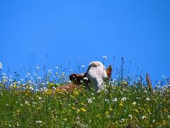 दूध का उत्पादन घटा तो चीन ने इस तकनीक से बना दी 'सुपर गाय', पूरे जीवन में देगी एक लाख लीटर दूध