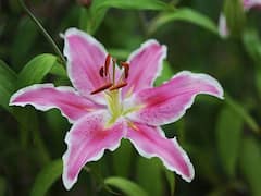 Phulera Dooj 2023: फुलेरा दूज पर इन 6 खास फूलों से करें पूजा, श्रीकृष्ण की बरसेगी कृपा