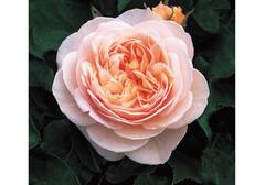 Rose Day 2023 : अदभूत! 15 वर्षातून एकदा फुलतं 'हे' गुलाब, 100 कोटींहून जास्त किंमत