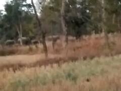 बिलासपुर में वन विभाग ने लोगों को किया सतर्क, बलौदा मार्ग पर वाहनों की आवाजाही की बंद, जानें ये बड़ी वजह