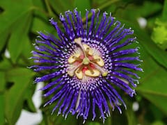 Phulera Dooj 2023: फुलेरा दूज पर इन 6 खास फूलों से करें पूजा, श्रीकृष्ण की बरसेगी कृपा