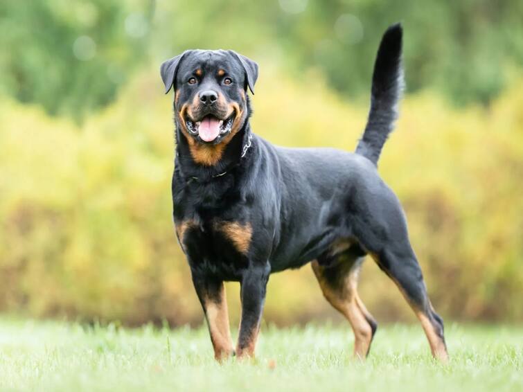 Rottweiler Dog attacks 72 year old in Mumbai owner gets 3 months jail mumbai court Rottweiler Dog: 13 ஆண்டுகளுக்கு முன் 72 வயது முதியவரை கடித்த ராட்வைலர் நாய்: உரிமையாளருக்கு நீதிமன்றம் அதிரடி உத்தரவு