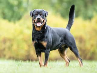 Rottweiler Dog: 13 ஆண்டுகளுக்கு முன் 72 வயது முதியவரை கடித்த ராட்வைலர் நாய்: உரிமையாளருக்கு நீதிமன்றம் அதிரடி உத்தரவு