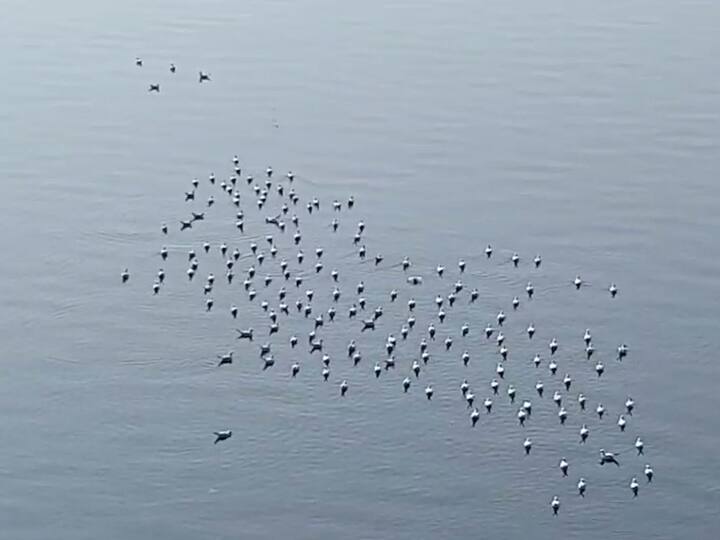 सीगल पक्षांना कोणीही शेव, चिवडा, फरसाण खायला देऊ नये, असं आवाहन पक्षीप्रेमींकडून देण्यात आलं आहे.