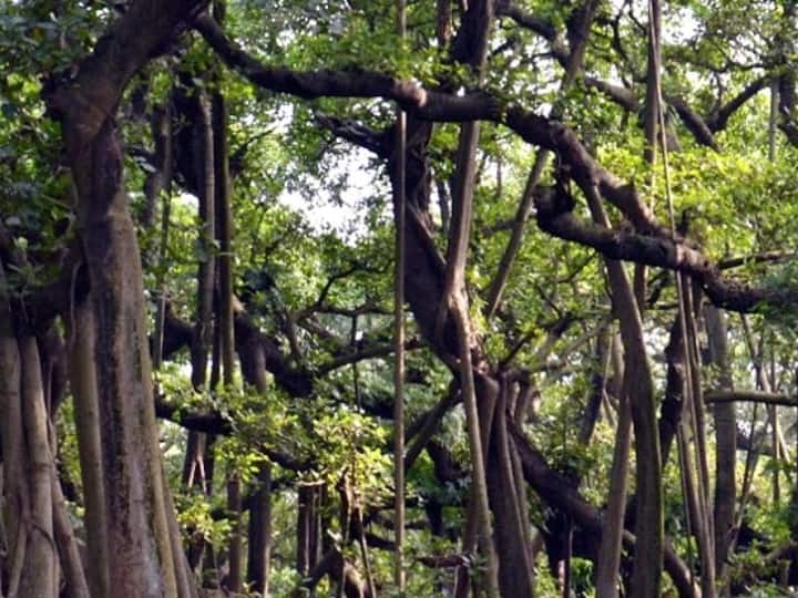 Chandigarh: चंडीगढ़ से 40 किमी दूर इस गांव में स्थित है 'मौत का पेड़', पास आने से भी खौफ खाते हैं लोग Chandigarh The tree of death is located in fatehpur sahib 40 km away from Chandigarh read full story Chandigarh: चंडीगढ़ से 40 किमी दूर इस गांव में स्थित है 'मौत का पेड़', पास आने से भी खौफ खाते हैं लोग