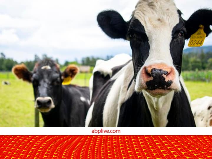 Holstein Friesian cow giving more than 72 kg milk in 24 hours at the International Dairy and Agri Expo Haryana Dairy & Agri Expo: दिनभर में 72 लीटर दूध देने वाली गाय ने तोड़ा नेशनल रिकॉर्ड, खूब पैसा कमा रहे डेयरी किसान, जानें इसकी खूबियां