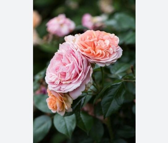 'हा' गुलाब 15 वर्षातून एकदा फुलतो, किंमत 100 कोटींहून अधिक