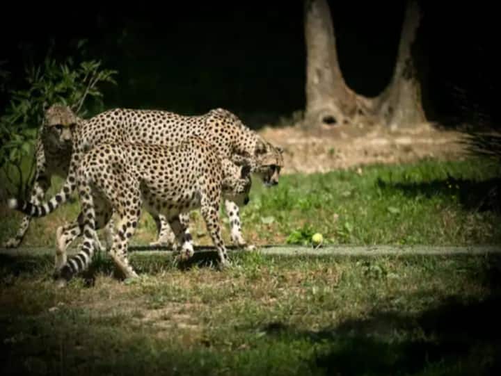 MP News 12 cheetahs will be brought from South Africa to Kuno National Park in Madhya Pradesh ann MP News: दक्षिण अफ्रीका से 12 चीते लाने की तरीख तय, कूनो पार्क में किए जा रहे चीतों के क्वारंटीन के इंतजाम
