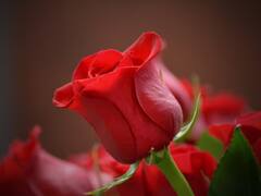 रोज- डे के साथ हुई वैलेंटाइन वीक की शुरुआत, बाजार हुए गुलजार, होटलों में भी की जा रहीं खास तैयारियां