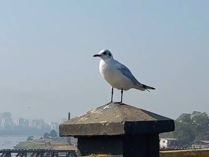 भिवंडी-कल्याण सीमेवरील खाडीवर सध्या परदेशी सीगल पक्षी या पाहुण्यांचे आगमन झालंय.