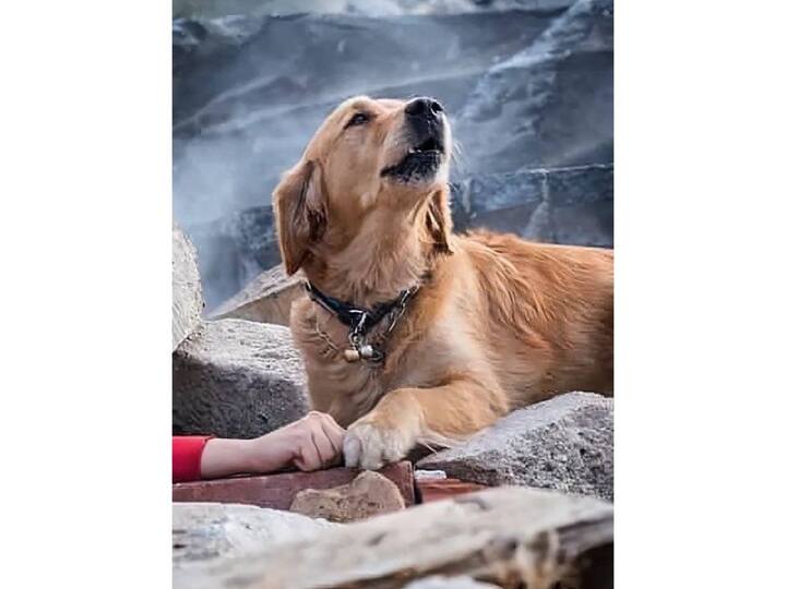 ढिगाऱ्याखालून अडकलेल्या नागरिकांना काढण्यासाठी शोध आणि बचाव पथकं शर्थीचे प्रयत्न करताना दिसत आहे. या भूकंपामध्ये सुमारे 6000 हून अधिक लोक जखमी झाले आहेत.