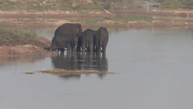 Dharmapuri: ஆனந்த குளியல் இட்டு யானைகள் கும்மாளம் - கண்டு ரசித்த கிராம மக்கள் Dharmapuri: Five elephants entered the village in Palakodu area and took a blissful bath in the water of the lake TNN Dharmapuri: ஆனந்த குளியல் இட்டு யானைகள் கும்மாளம் - கண்டு ரசித்த கிராம மக்கள்