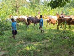 छत्तीसगढ़: 'यहां साल में सिर्फ दो ही दिन खुलता है स्कूल', बाकी दिन कहां जाते हैं बच्चे?