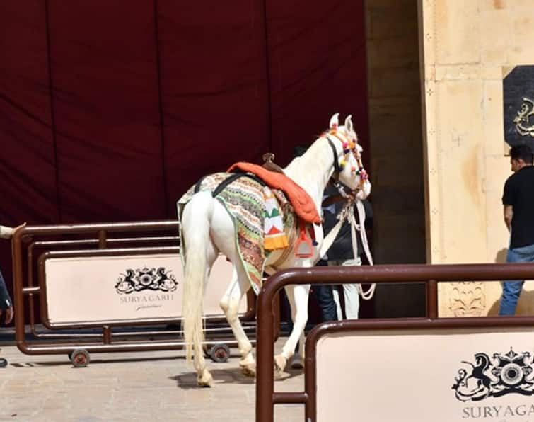 Sidharth Kiara Wedding: Groom Sidharth come on Champion mare is Very Special Sidharth Kiara Wedding: ખાસ છે 'ચેમ્પિયન ઘોડી' જેના પર બેસી સિદ્ધાર્થ ગયો કિયારાને પરણવા