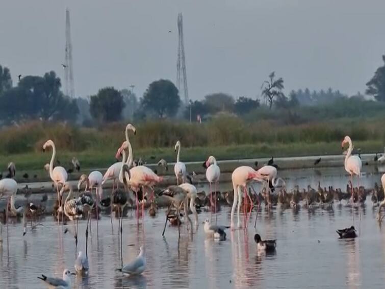 flamingos and other birds have arrived in the Ujani dam area Solapur Maharashtra Solapur News : उजनी जलाशयावर फ्लेमिंगोसह इतर परदेशी पाहुण्यांचे आगमन; पर्यटकांची गर्दी