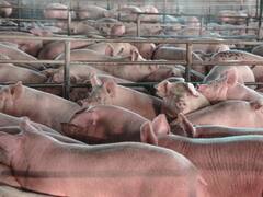 फार्मिंग के दौरान इस हाल में रहते हैं जानवर, एक नजर देखें ये Photos... आपको दया न आ जाए तो कहना