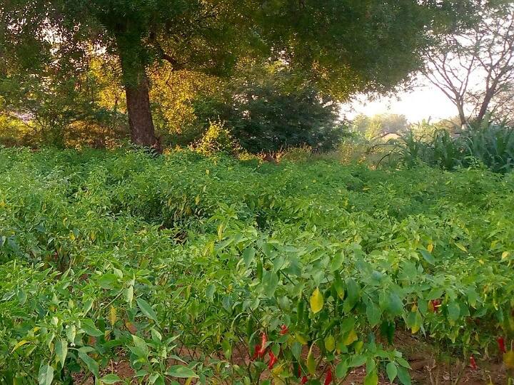 கரூர்: ஜனவரி, பிப்ரவரியில் மிளகாய் சாகுபடியில் அதிக மகசூல், லாபம் - விவசாயிகள் ஆர்வம்