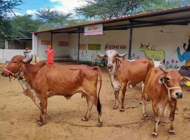 animal-welfare-board-of-india-appeals-to-observe-cow-hug-day-on-february-14-which-celebrated-as-valentine-day Cow Hug Day or Valentine: '14 ਫਰਵਰੀ ਨੂੰ ਮਨਾਓ 'ਕਾਓ ਹੱਗ ਡੇਅ', ਕੇਂਦਰ ਦੀ ਦੇਸ਼ ਵਾਸੀਆਂ ਨੂੰ ਅਪੀਲ