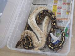 Photos: इंदौर जू में डराएगा एनाकोंडा! एनिमल एक्सचेंज प्रोग्राम के तहत लाए गए 42 नए जानवर, देखें तस्वीरें