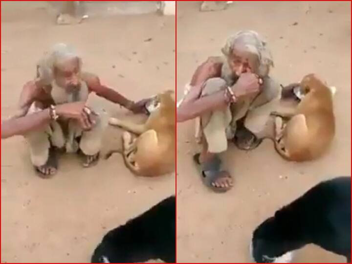 poor man giving food to hungry stray dogs emotional humanity viral video बड़ी मुश्किल से मिली थी खाने के लिए रोटी, गरीब शख्स ने उसे भी जानवरों को दे दिया... Video देखिए 