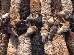 फार्मिंग के दौरान इस हाल में रहते हैं जानवर, एक नजर देखें ये Photos... आपको दया न आ जाए तो कहना