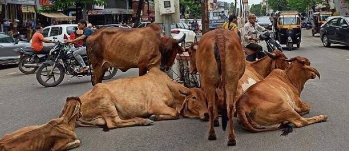 Dehgam police booked the owner of the cow and 