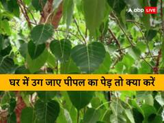 पीपल का पेड़ : घर में उग जाए पीपल का पेड़ तो क्या करें, इन छोटे उपाय से पाये दोष से मुक्ति