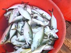 Fish Rate Hiked : मतलई वाऱ्यांमुळे कोकणातील मच्छिमारीला ब्रेक, माशांचे दर कडाडले!