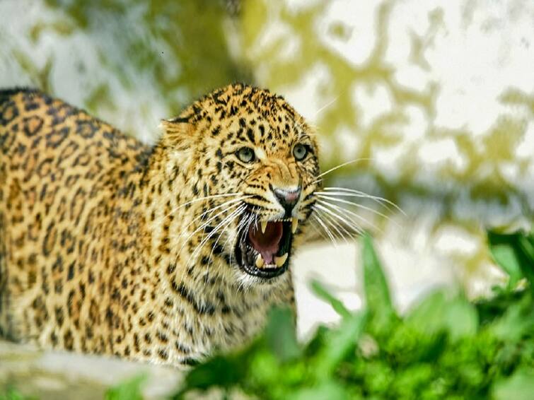 Salem Leopard Confused Forest Department Officials Confused As Leopard Not Caught On Camera - TNN Salem Leopard: சேலத்தில் திணறும் வனத்துறையினர் - சிறுத்தை கேமராவில் சிக்காததால் குழப்பத்தில் அதிகாரிகள்