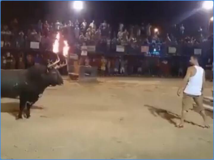 Video: सांड की सींग पर मशाल जलाकर करतब दिखा रहा शख्स, अगले ही पल मिली जोरदार सजा man is seen performing tricks with a torch on horn of a bull Video goes viral Video: सांड की सींग पर मशाल जलाकर करतब दिखा रहा शख्स, अगले ही पल मिली जोरदार सजा
